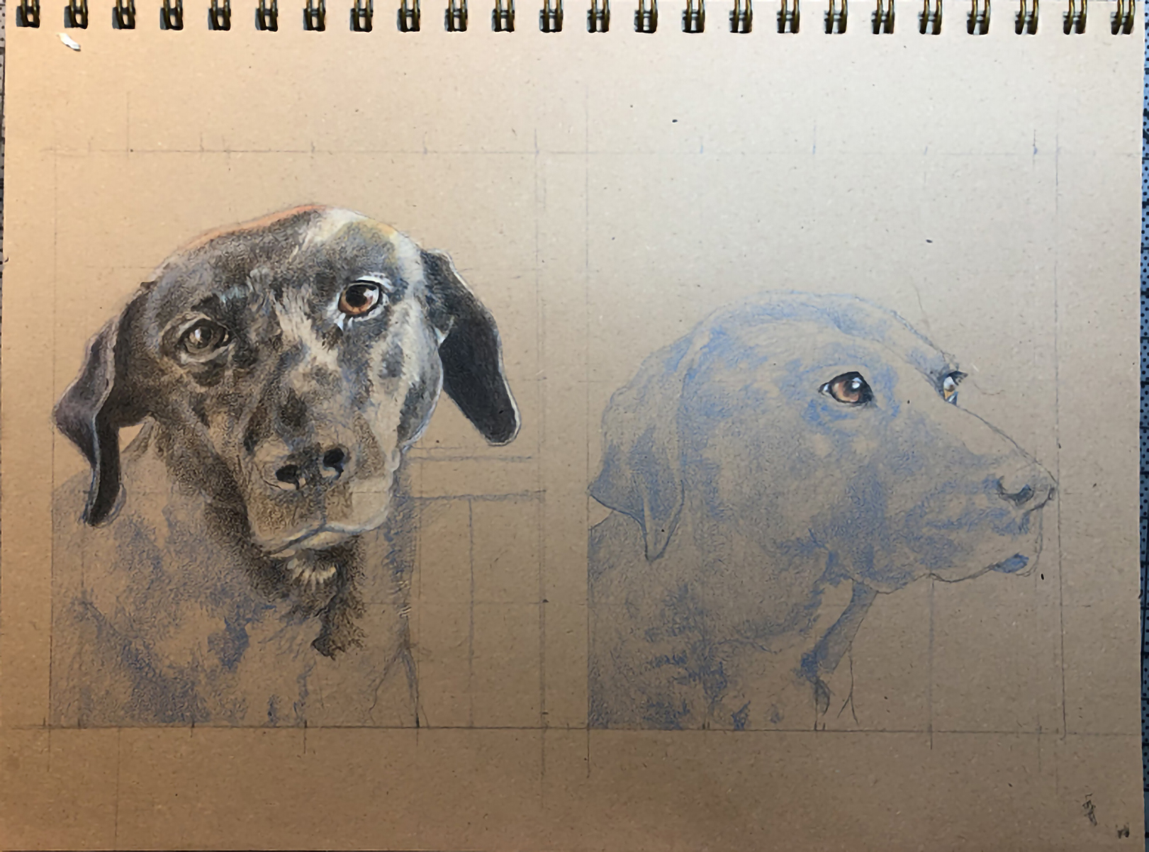 Drawing in progress on toned paper showing two views of a Labrador, one detailed and one sketched
