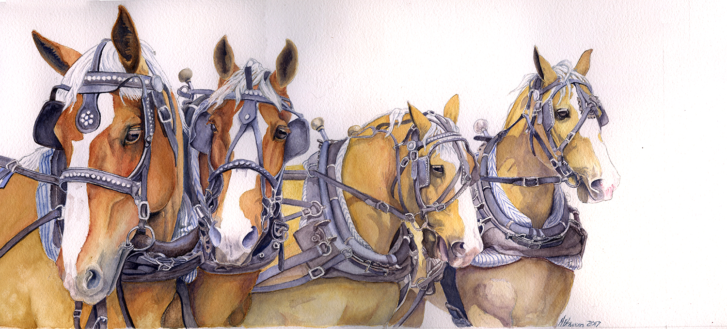 Watercolor of four harnessed draft horse heads lined up in a row